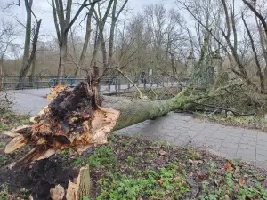 Annelies 01 Deze boom